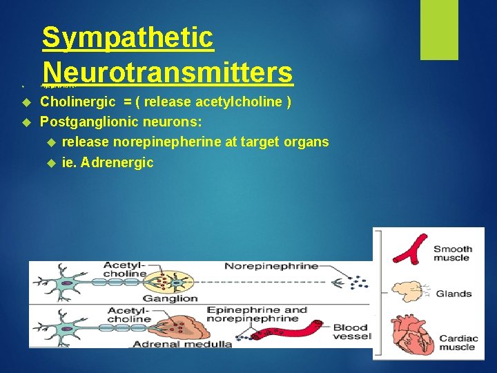  Sympathetic Neurotransmitters Preganglionic neurons - Cholinergic = ( release acetylcholine ) Postganglionic neurons: