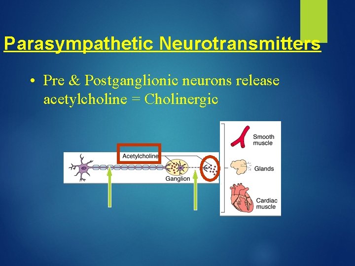 Parasympathetic Neurotransmitters • Pre & Postganglionic neurons release acetylcholine = Cholinergic 