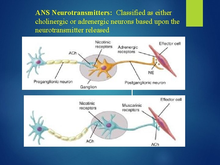 ANS Neurotransmitters: Classified as either cholinergic or adrenergic neurons based upon the neurotransmitter released