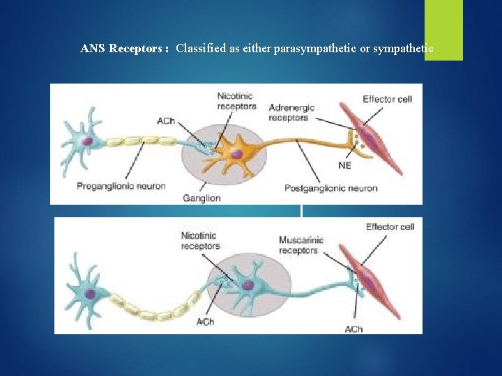 ANS Receptors : Classified as either parasympathetic or sympathetic Adrenergic Cholinergic 