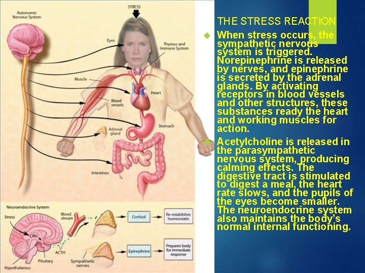 THE STRESS REACTION When stress occurs, the sympathetic nervous system is triggered. Norepinephrine is THE STRESS REACTION When stress occurs, the sympathetic nervous system is triggered. Norepinephrine is