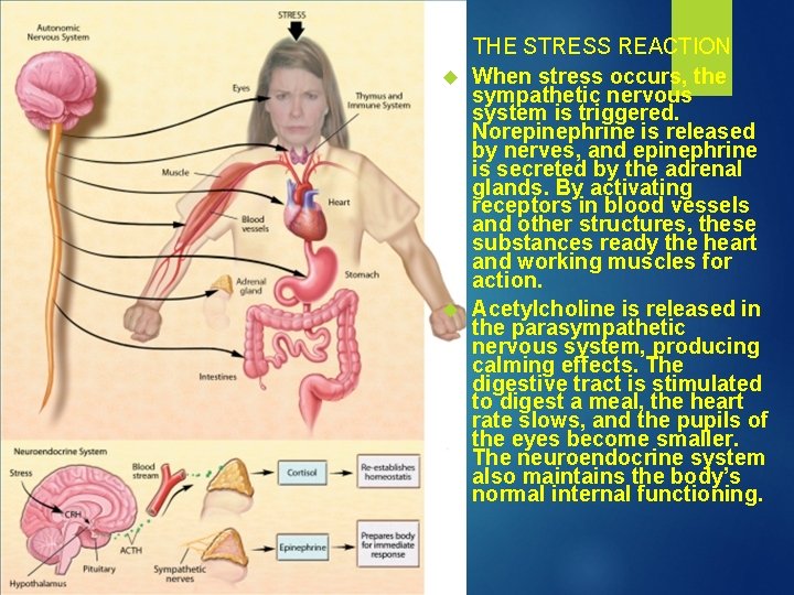 THE STRESS REACTION When stress occurs, the sympathetic nervous system is triggered. Norepinephrine is