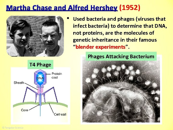 Martha Chase and Alfred Hershey (1952) • Used bacteria and phages (viruses that infect