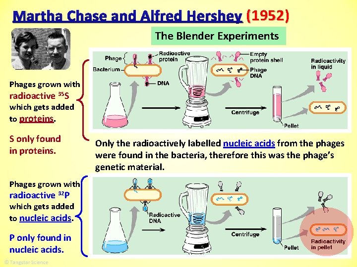 Martha Chase and Alfred Hershey (1952) The Blender Experiments Phages grown with radioactive 35