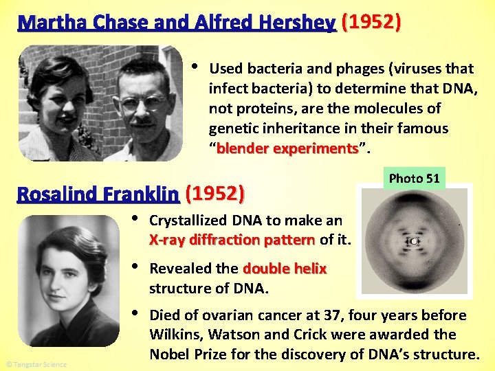Martha Chase and Alfred Hershey (1952) • Used bacteria and phages (viruses that infect