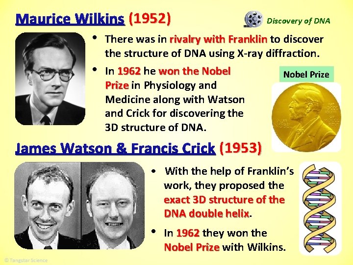 Maurice Wilkins (1952) Discovery of DNA • There was in rivalry with Franklin to