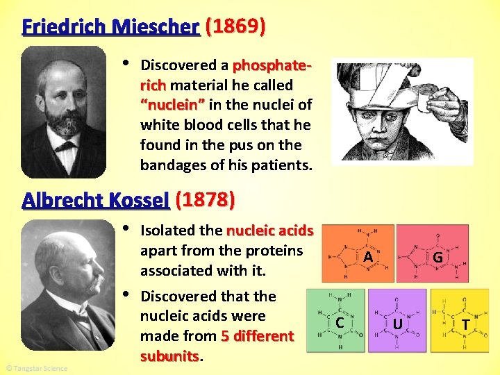 Friedrich Miescher (1869) • Discovered a phosphaterich material he called “nuclein” in the nuclei