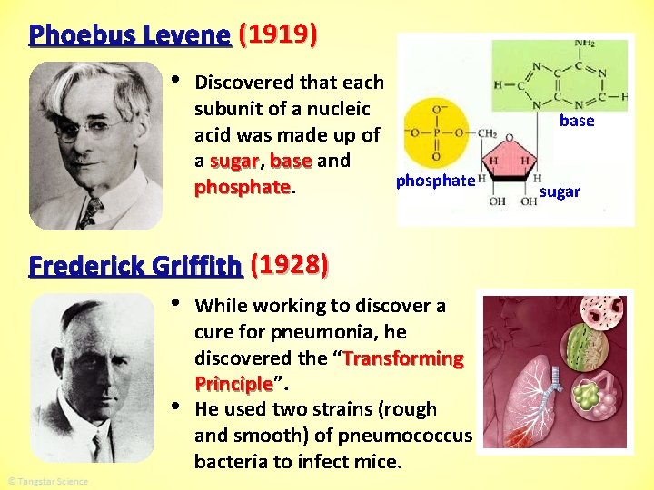 Phoebus Levene (1919) • Discovered that each subunit of a nucleic acid was made