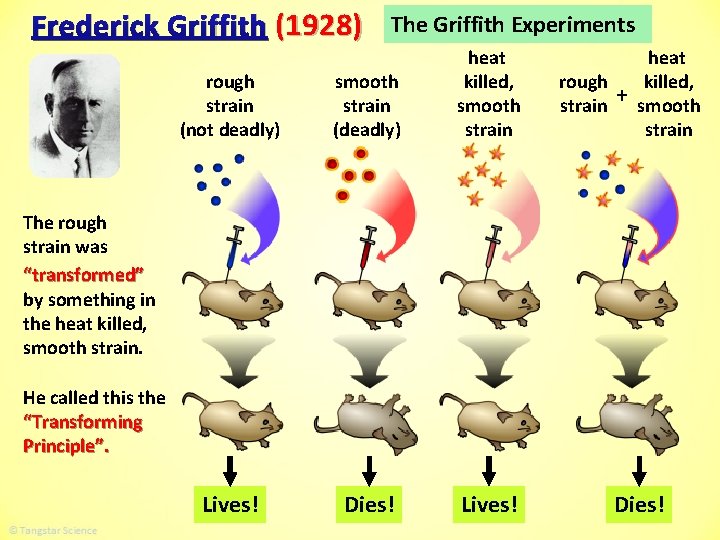 Frederick Griffith (1928) The Griffith Experiments rough strain (not deadly) smooth strain (deadly) heat