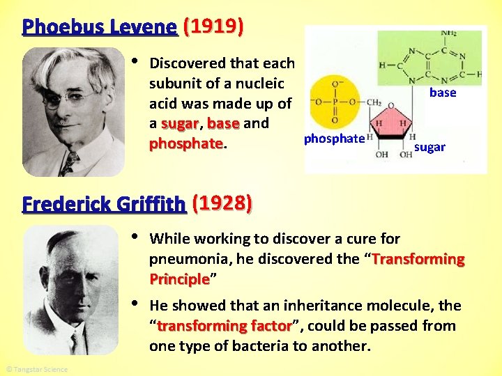 Phoebus Levene (1919) • Discovered that each subunit of a nucleic acid was made