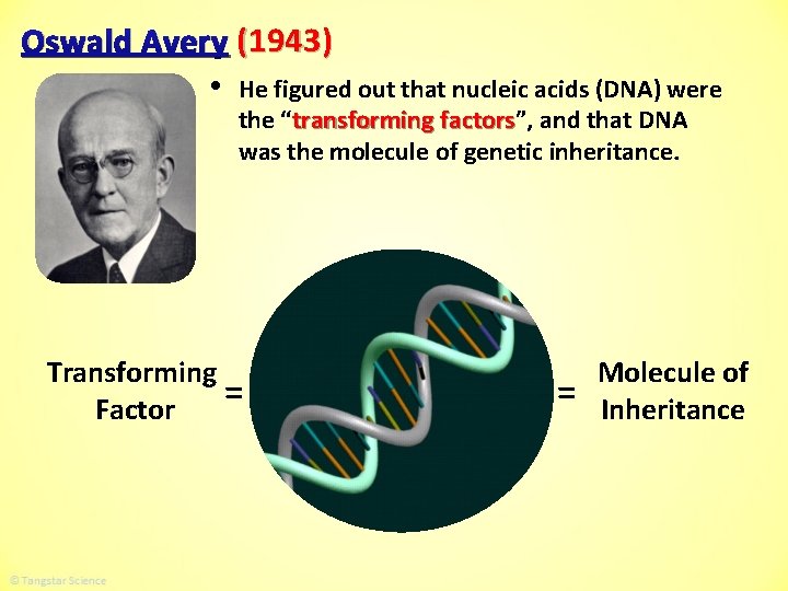 Oswald Avery (1943) • He figured out that nucleic acids (DNA) were the “transforming