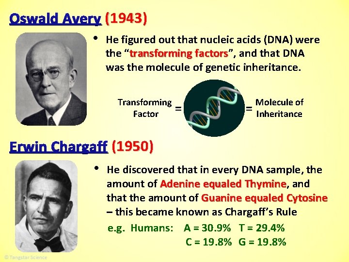 Oswald Avery (1943) • He figured out that nucleic acids (DNA) were the “transforming