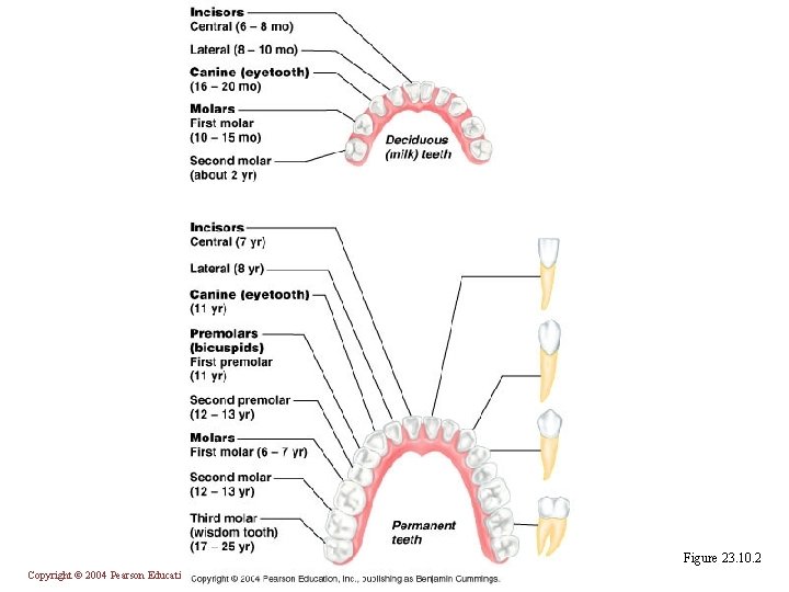 Figure 23. 10. 2 Copyright © 2004 Pearson Education, Inc. , publishing as Benjamin