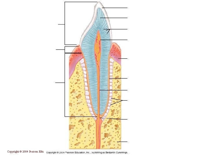 Copyright © 2004 Pearson Education, Inc. , publishing as Benjamin Cummings 