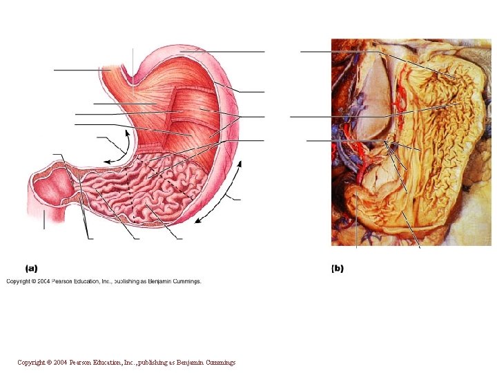 Copyright © 2004 Pearson Education, Inc. , publishing as Benjamin Cummings 