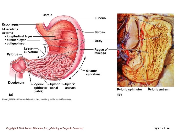 Copyright © 2004 Pearson Education, Inc. , publishing as Benjamin Cummings Figure 23. 14