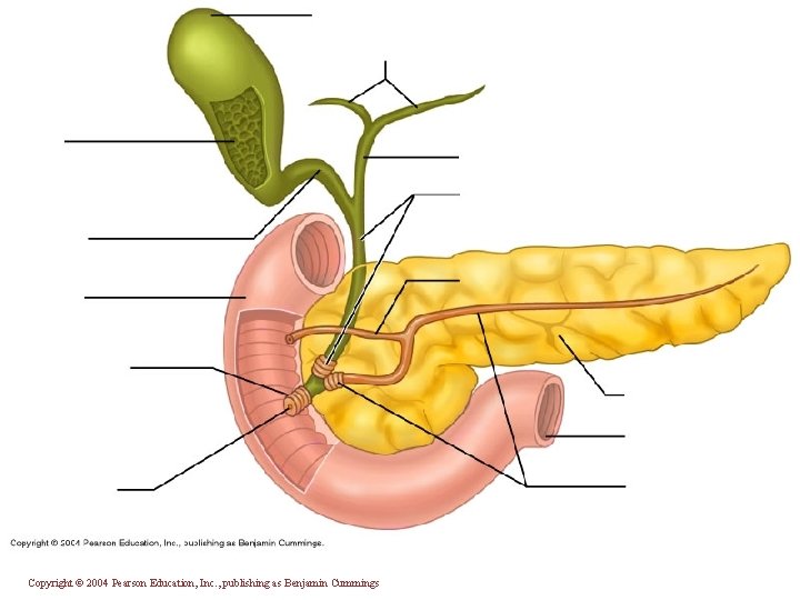 Copyright © 2004 Pearson Education, Inc. , publishing as Benjamin Cummings 
