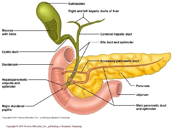 Copyright © 2004 Pearson Education, Inc. , publishing as Benjamin Cummings 