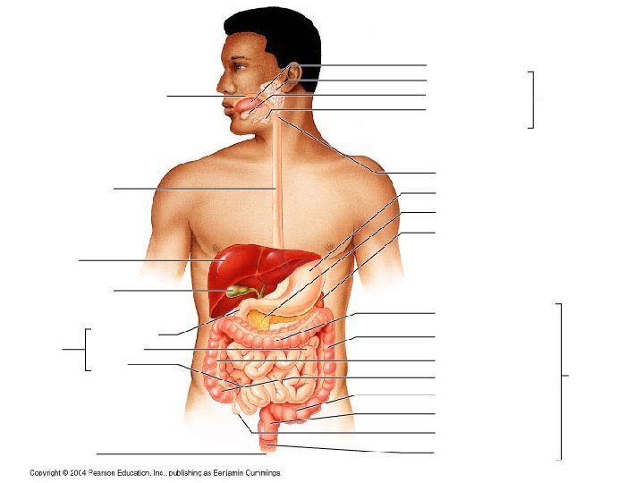 Copyright © 2004 Pearson Education, Inc. , publishing as Benjamin Cummings 