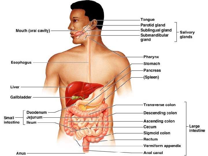 Copyright © 2004 Pearson Education, Inc. , publishing as Benjamin Cummings Figure 23. 1