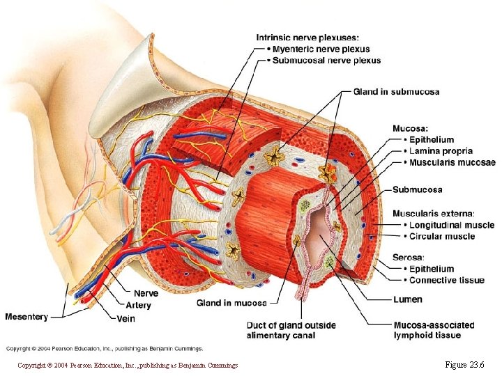 Copyright © 2004 Pearson Education, Inc. , publishing as Benjamin Cummings Figure 23. 6