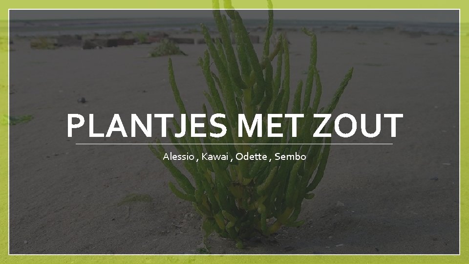 PLANTJES MET ZOUT Alessio , Kawai , Odette , Sembo 