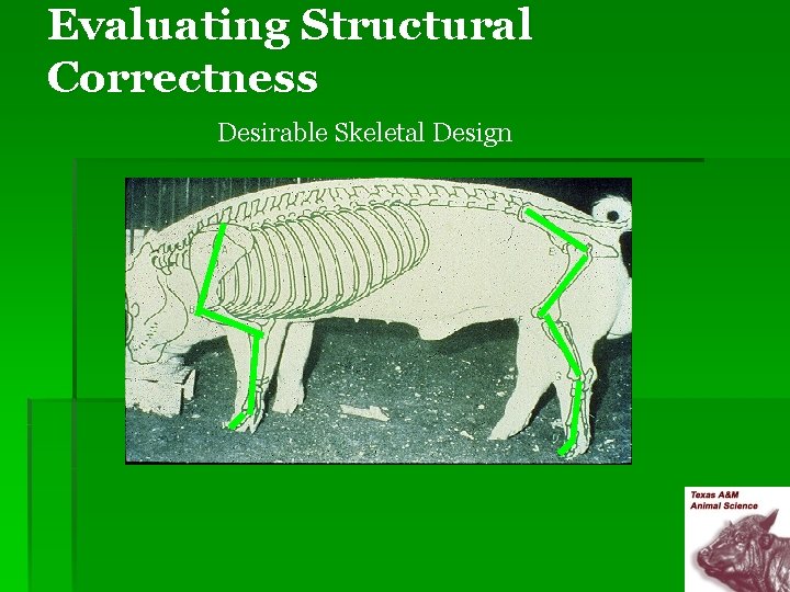 Evaluating Structural Correctness Desirable Skeletal Design 