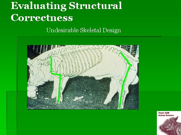 Evaluating Structural Correctness Undesirable Skeletal Design 