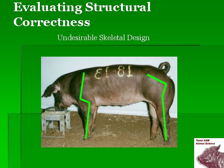 Evaluating Structural Correctness Undesirable Skeletal Design 