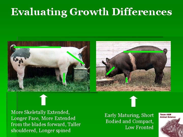 Evaluating Growth Differences More Skeletally Extended, Longer Face, More Extended from the blades forward,