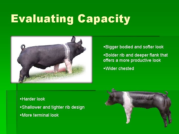 Evaluating Capacity §Bigger bodied and softer look §Bolder rib and deeper flank that offers