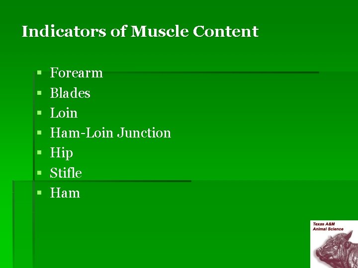 Indicators of Muscle Content § § § § Forearm Blades Loin Ham-Loin Junction Hip