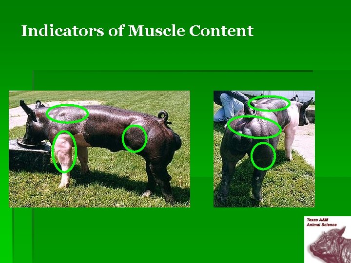 Indicators of Muscle Content 