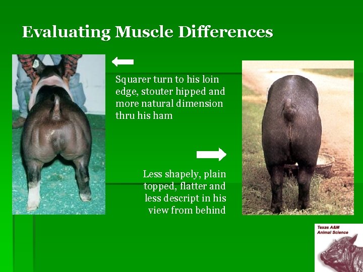 Evaluating Muscle Differences Squarer turn to his loin edge, stouter hipped and more natural