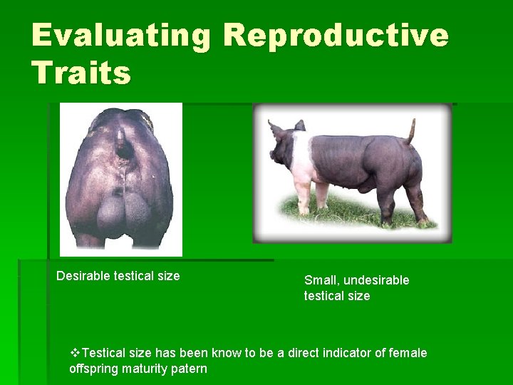 Evaluating Reproductive Traits Desirable testical size Small, undesirable testical size v. Testical size has