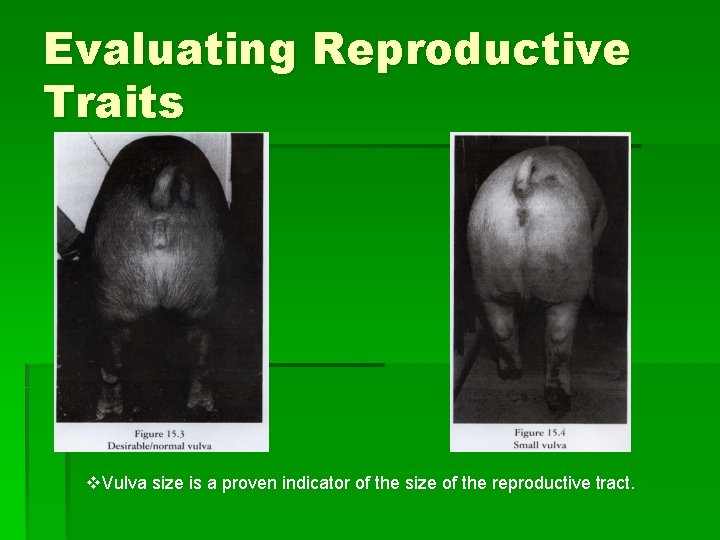 Evaluating Reproductive Traits v. Vulva size is a proven indicator of the size of