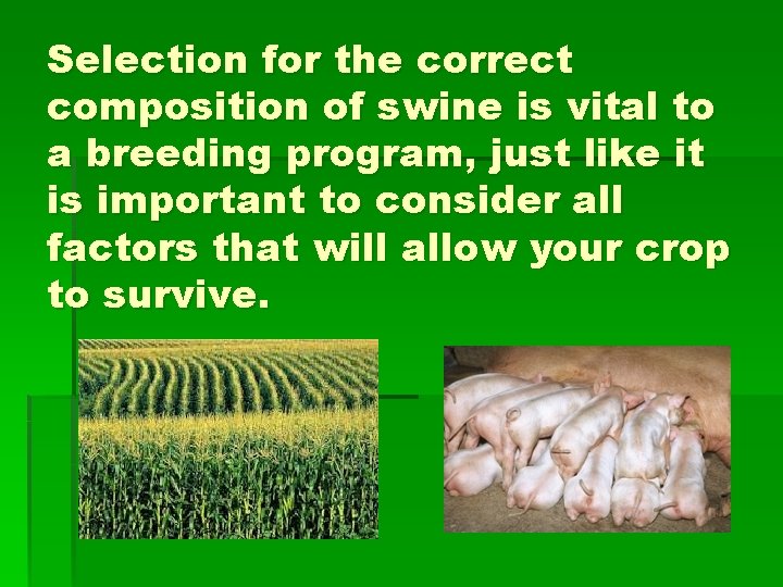 Selection for the correct composition of swine is vital to a breeding program, just