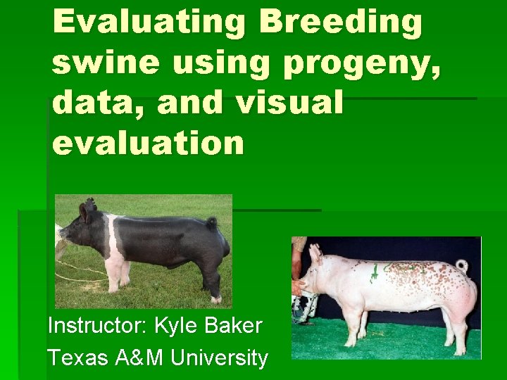 Evaluating Breeding swine using progeny, data, and visual evaluation Instructor: Kyle Baker Texas A&M