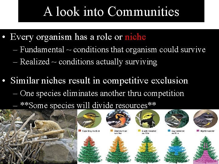 A look into Communities • Every organism has a role or niche – Fundamental A look into Communities • Every organism has a role or niche – Fundamental