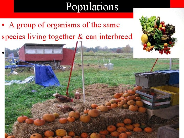 Populations • A group of organisms of the same species living together & can Populations • A group of organisms of the same species living together & can