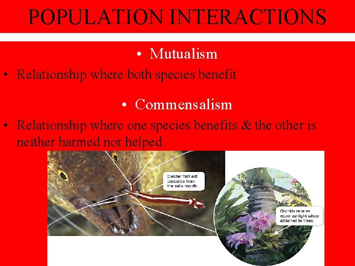 POPULATION INTERACTIONS • Mutualism • Relationship where both species benefit • Commensalism • Relationship POPULATION INTERACTIONS • Mutualism • Relationship where both species benefit • Commensalism • Relationship