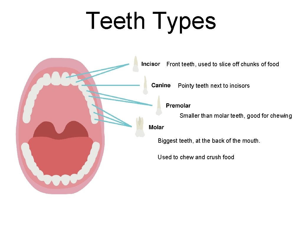 Teeth Types Front teeth, used to slice off chunks of food Pointy teeth next