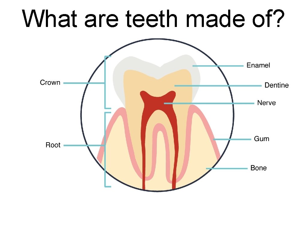 What are teeth made of? 