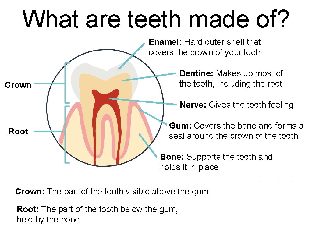 What are teeth made of? Enamel: Hard outer shell that covers the crown of
