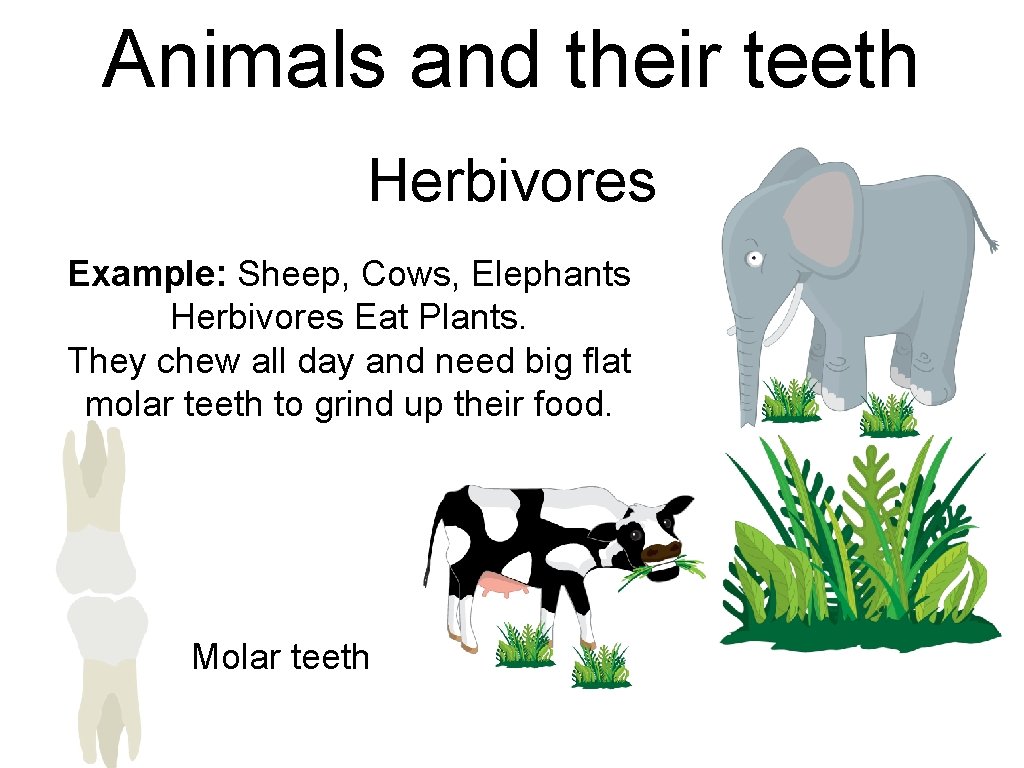 Animals and their teeth Herbivores Example: Sheep, Cows, Elephants Herbivores Eat Plants. They chew