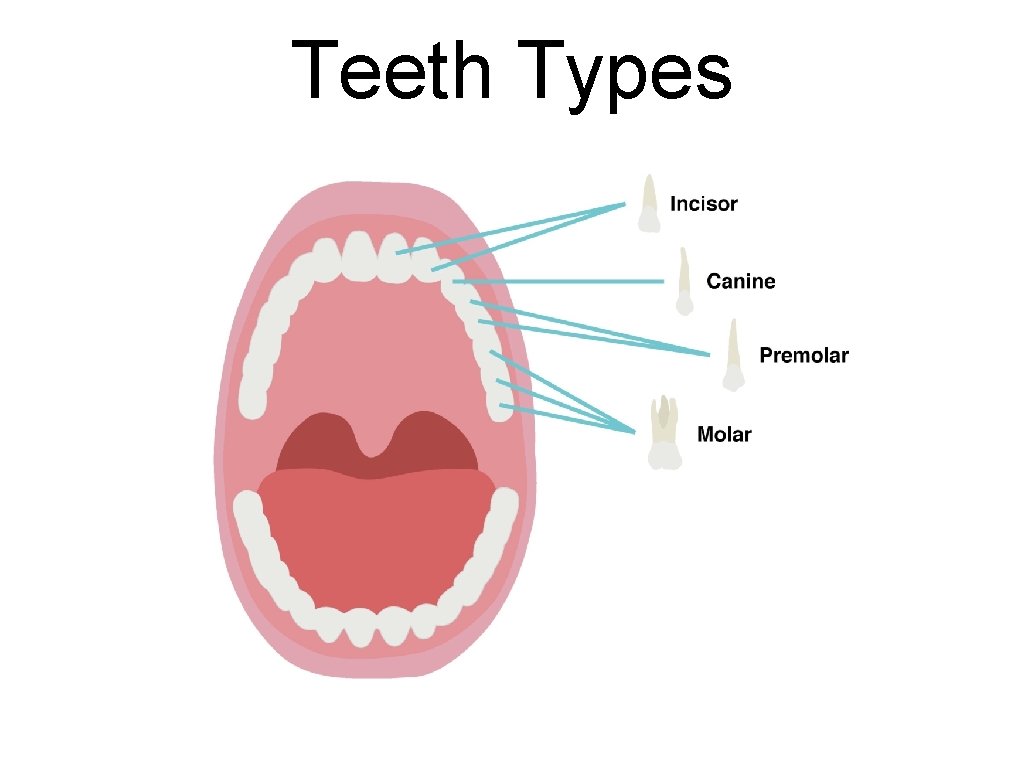 Teeth Types 