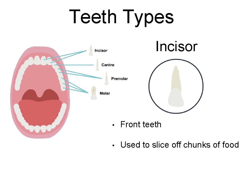 Teeth Types Incisor • Front teeth • Used to slice off chunks of food