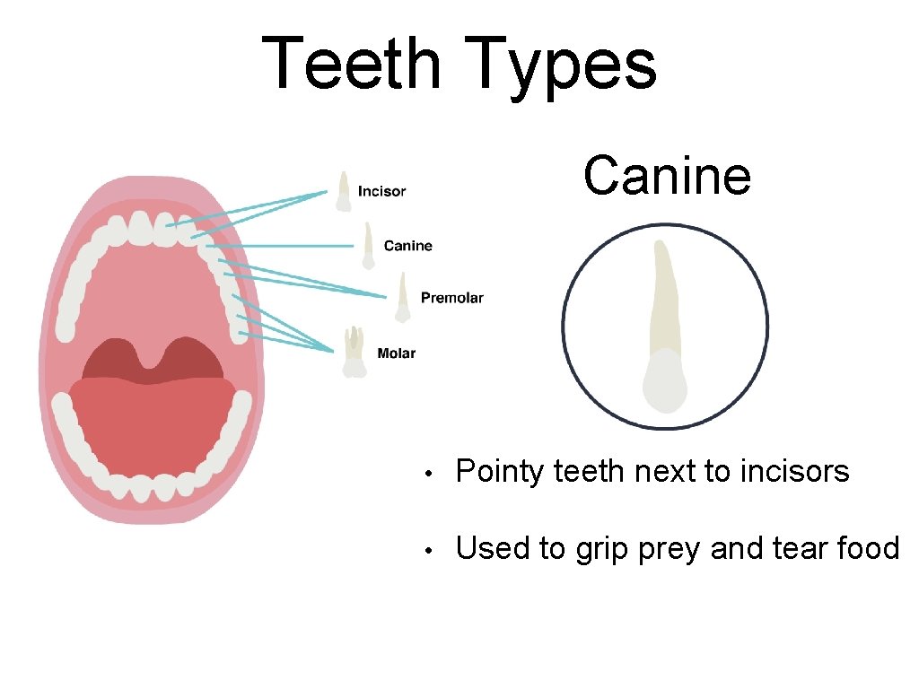 Teeth Types Canine • Pointy teeth next to incisors • Used to grip prey