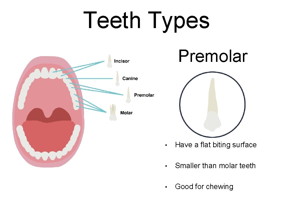 Teeth Types Premolar • Have a flat biting surface • Smaller than molar teeth