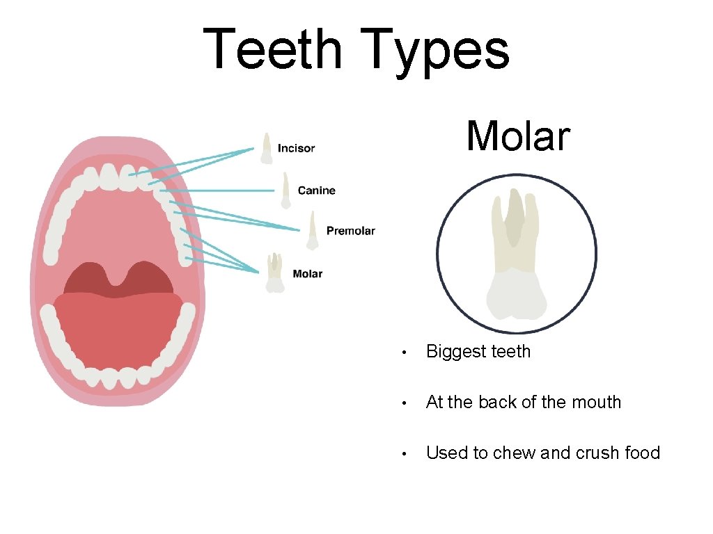 Teeth Types Molar • Biggest teeth • At the back of the mouth •